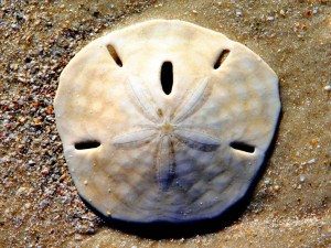 Sanddollar - Free Source Photo - No Copyrights Claimed